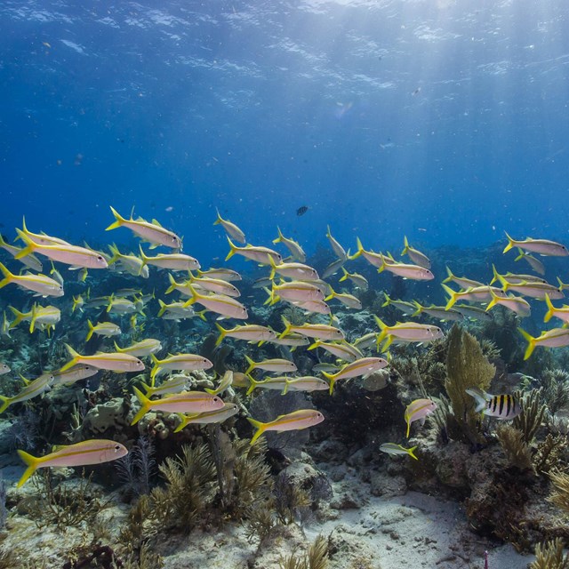 a school of fish swims through a coral reef
