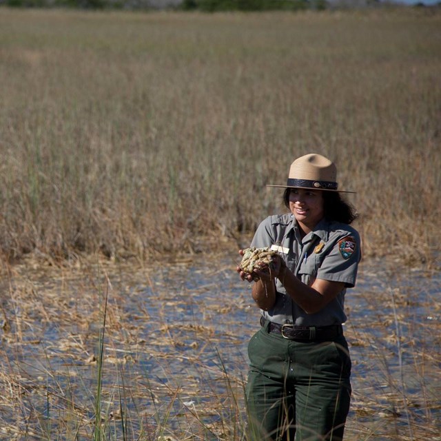 Shark Valley Ranger-Led Programs