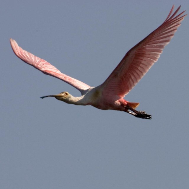 A pink bird flying with wings outstretched with gray background