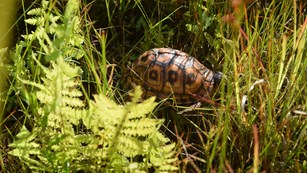 An orange and green box turtle shell can be seen among green grass.