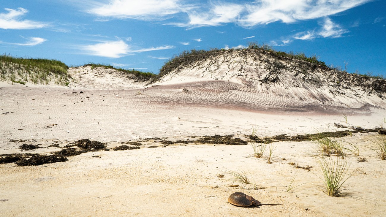 A grass-topped sand dune with a wrack line and horseshoe crab carapace in the foreground.