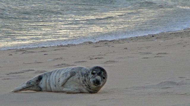 a small seal laying on sand next to the ocean