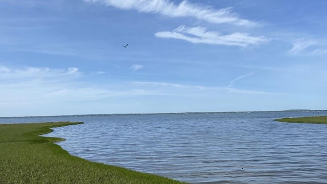 a grassy marsh by the bay with a large osprey flying overhead