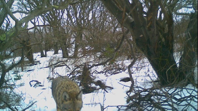 A wildlife camera view of a coyote partially cropped out of view within a snowy forest scene.