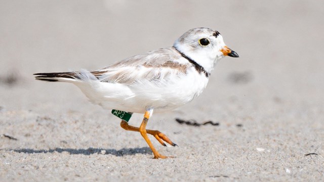 A piping plover running on a sandy beach with bands on its legs.