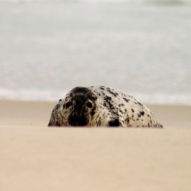 A large seal rests on shore near the waves.