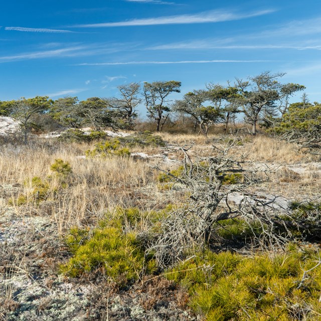 A landscape of sandy dunes and low growing swale vegetation.