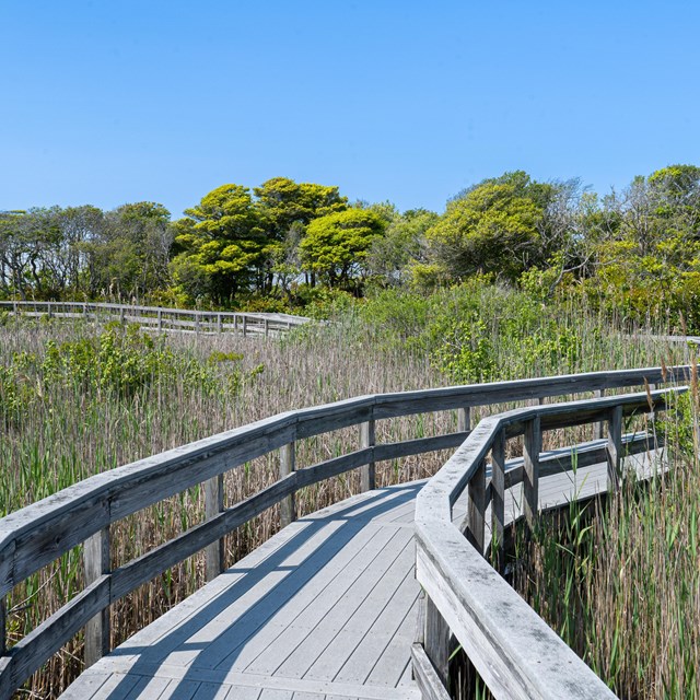 A boardwalk winds through low growing vegetation.