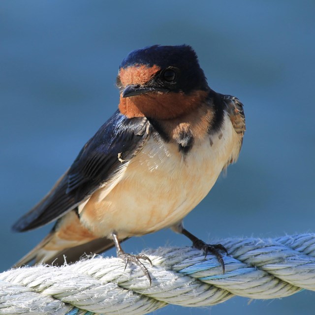 A small barn swallow stands perched on a rope near water. 