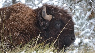 Bison head