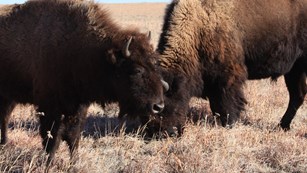 Several bison in a grass field