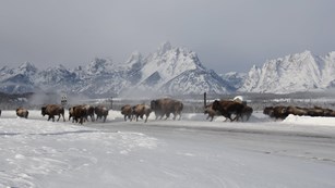 Large herd of bison on a snow-covered field in front of a mountain range