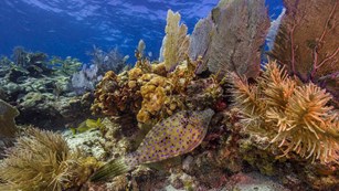 Colorful coral reef with fish