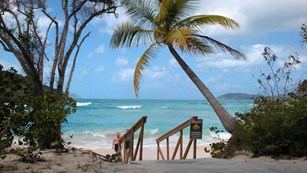 Palm tree leaning over stairs leading down to beach