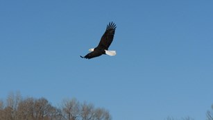A bald eagle soars over Dinosaur NM