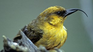 Closeup of yellow bird with hooked black beak
