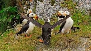 Five white and black puffins circled together with one's wings outstretched
