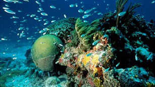 Man snorkeling around coral reefs