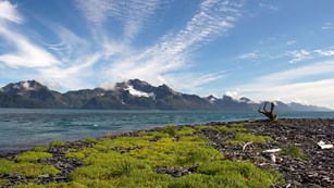 Glacier with purple lupins in foreground