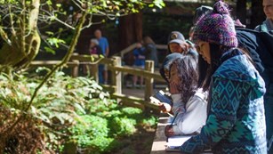 Kids leaning against a wooden fence in a redwood forest
