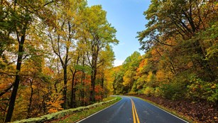 Road lined with trees with changing leaf colors