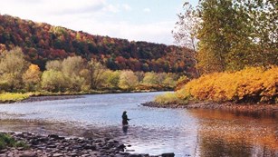 Visitor fly fishing in a river lined with fall foliage