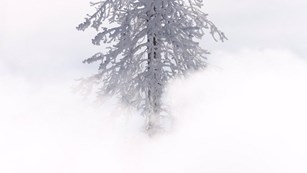 Rime ice on a tree