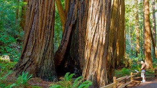 Visitor reading a wayside at the base of a redwood tree