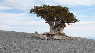 Bristlecone pine tree
