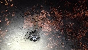 Black-footed ferret emerging from a den at night