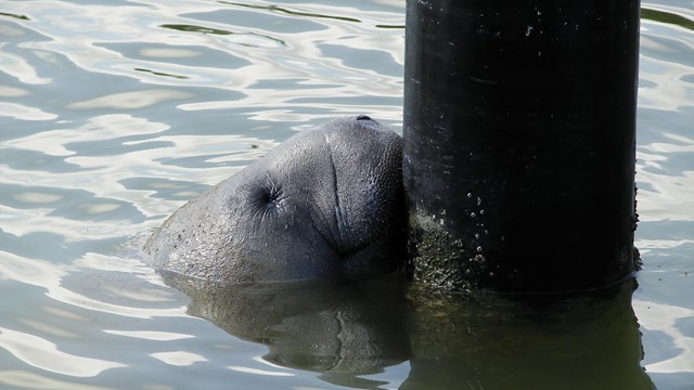 Manatee head above the water next to a post