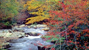 Colorful trees hanging over rocky creek