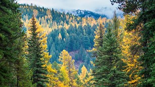 Road lined with yellow aspens and pine trees