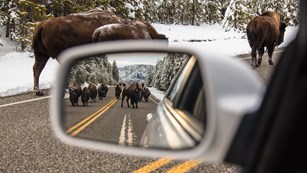 Shot of car side mirror with herd of bison reflected in mirror.