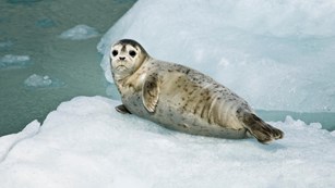 Small gray seal laying on it's side on top of a floating block of ice