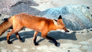 Red fox walking over sand with rocks in background