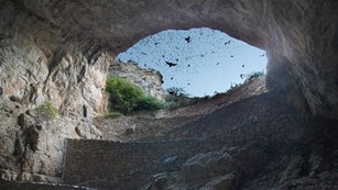 hundreds of bats flying out of a cave