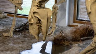 Skeleton display of a prehistoric mammal drinking water