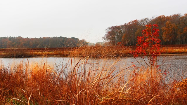 River running through wetlands with fall colors