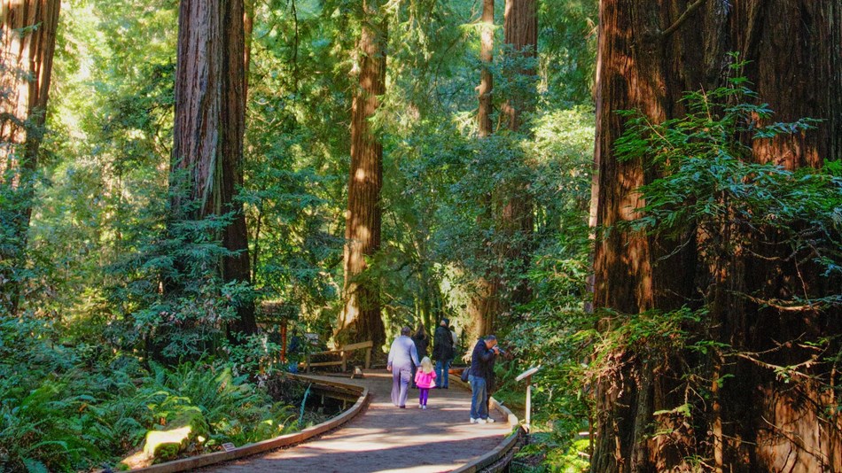 People on a boardwalk next to redwoods