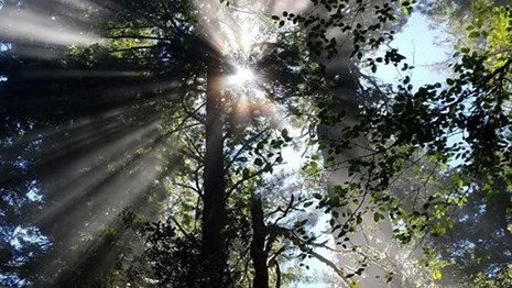 Upward view of tree canopy with sun beams peaking through.