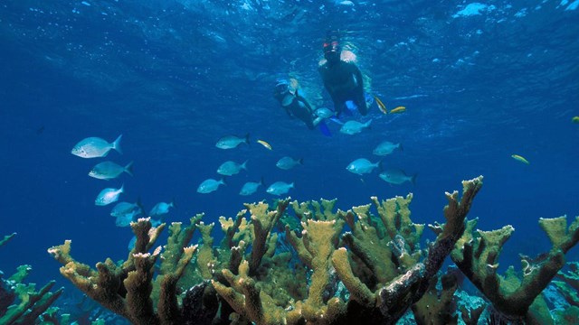 Snorkels diving towards a reef