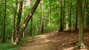 Trail in the woods