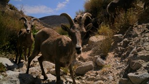 Two bighorn sheep on a webcam