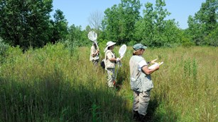 Line of volunteers surveying in a high grass meadow