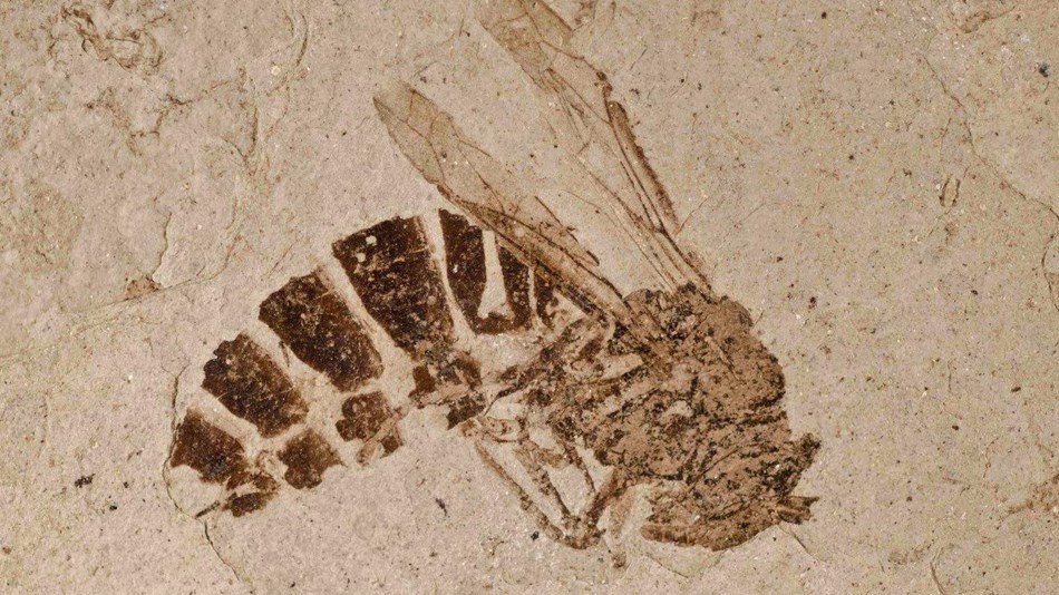 Wasp fossil