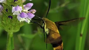 Bumblebee moth on a plant