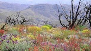 Colorful wildflower meadow with petrified trees in background