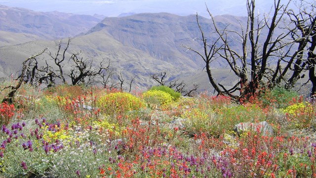 Colorful wildflower meadow with petrified trees in background