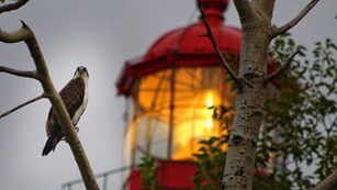 Falcon with lighthouse in background
